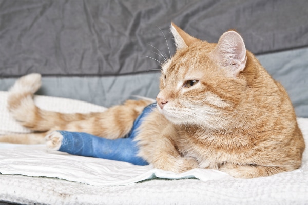 A ginger cat with a broken leg.