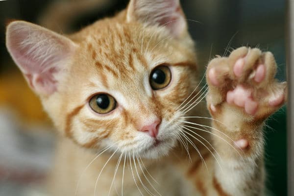 600px-ginger-kitten-holding-out-paw.jpg