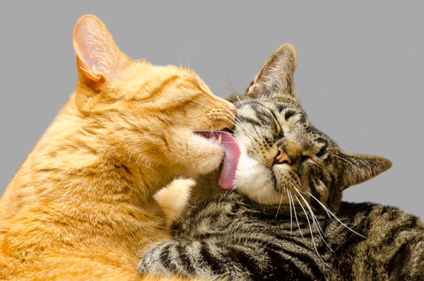 5 Things You Might Not Know About Cats and FIV - Catster