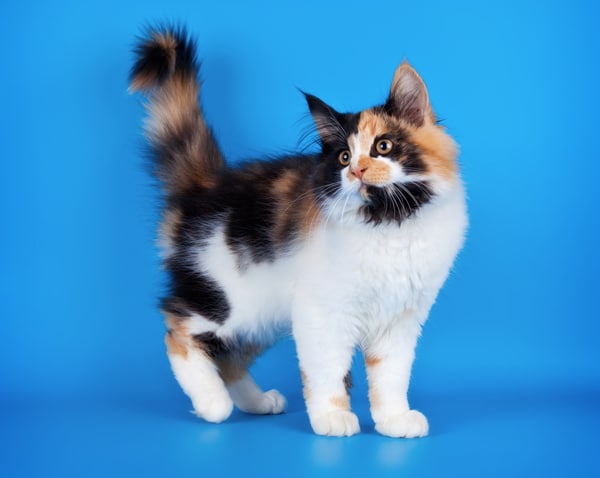 A fluffy calico cat with her tail in the air.