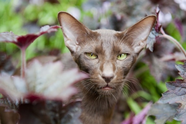 Cat Genetics: Facts on 6 Unusual Coat Colors and Patterns - Catster