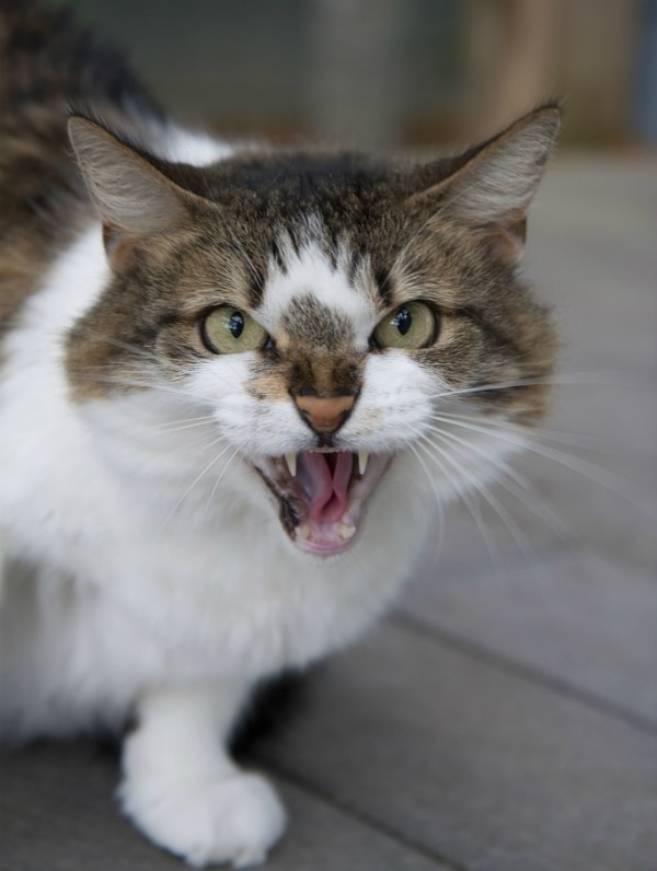 A hissing and angry looking cat.