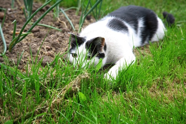 A cat going on a hunt. 