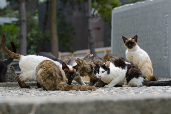 How Many Countries Eat Dogs And Cats How Many Countries Eat Dogs And Cats