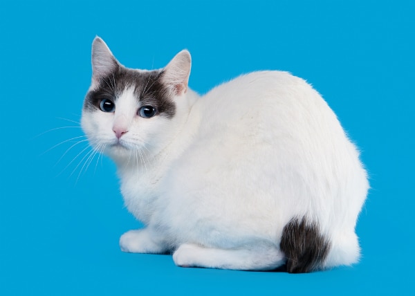 japanese bobtail cats