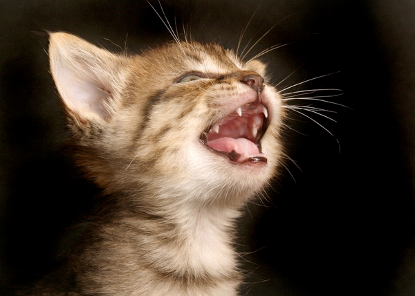 5 Fascinating Facts About Your Cat’s Teeth - Catster