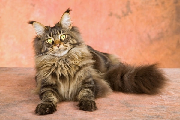 Get to Know the Maine Coon: A Gentle Giant Bred by Nature ...