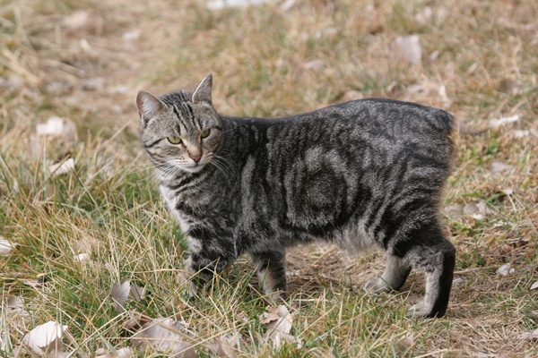 A manx cat without a tail. 