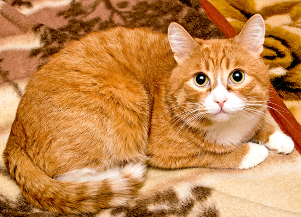 Image result for orange cat