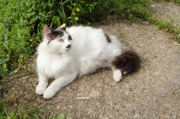 gestation time for house cats