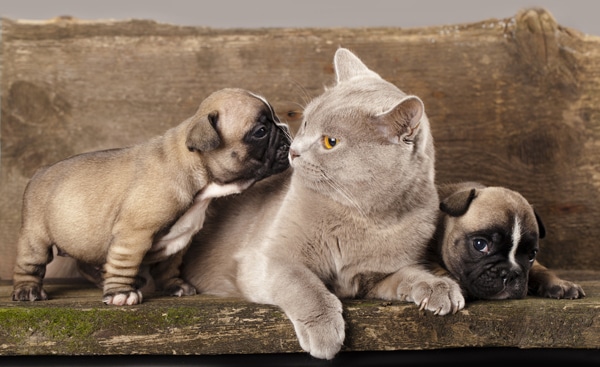 puppies that get along with cats