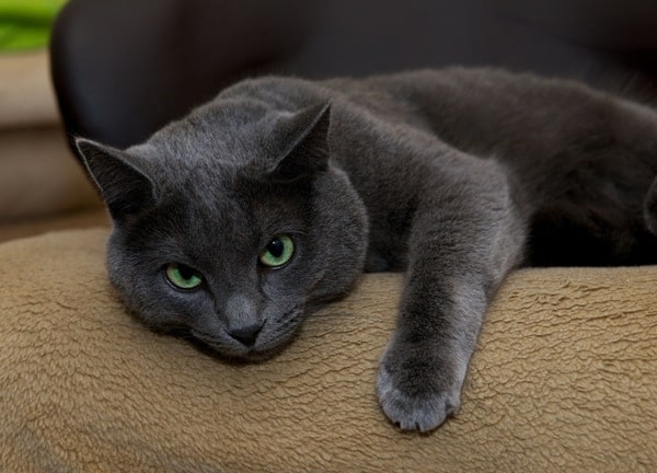 russian blue cat purebred