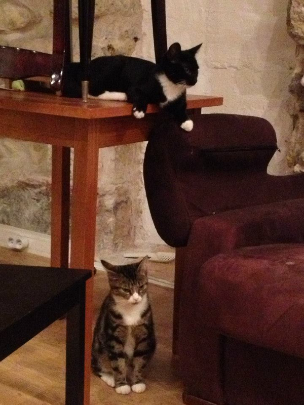 Parisians Are Purring Over Their New Cat Cafe And We Are Parisians Are Purring Over Their New Cat Cafe And We Are