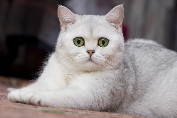 Cat Genetics: Facts on 6 Unusual Coat Colors and Patterns - Catster