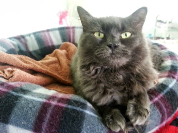 It Turns Out Cats Can See Way More Than We\u0027d Thought , Catster