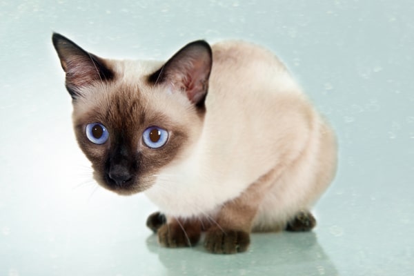 A Siamese cat. 