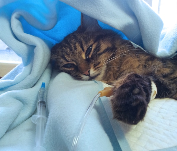 6 Tips on Preparing for a Cat Emergency Catster