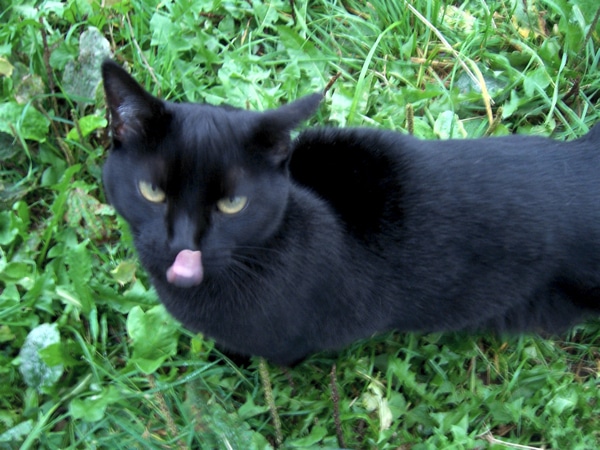 Do You Let Your Cats Go Outside Catster