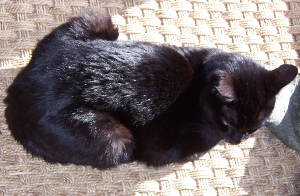 black cat with tabby stripes