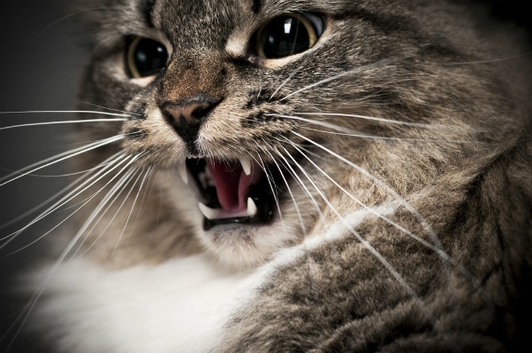 A hissing cat. 