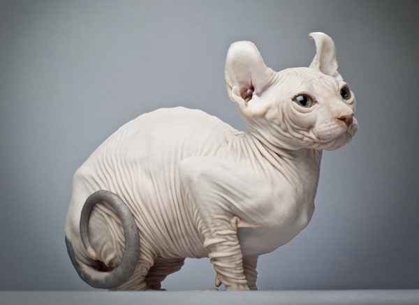 A hairless cat with a curled tail. 