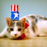 A scared cat in a patriotic Uncle Sam hat.