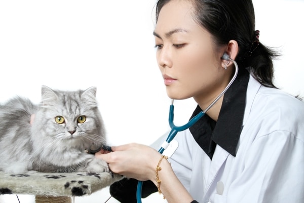 veterinarian cats