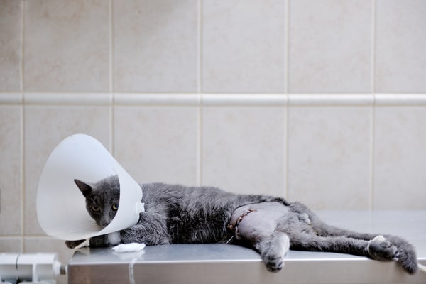 Wounded Cat