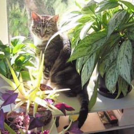 Plants and Foods that are Poisonous to Cats - Catster