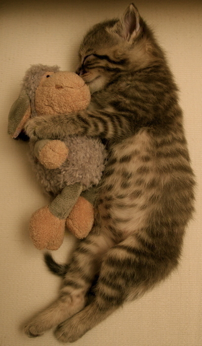 kitten with teddy bear