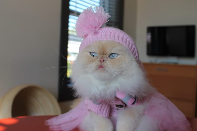 In A Cat Fight With Hello Kitty I Would Win Obviously Catster