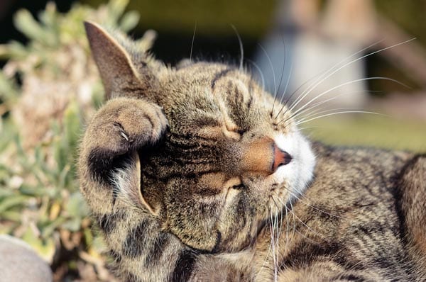 7-Cat grooming shutterstock_180699206