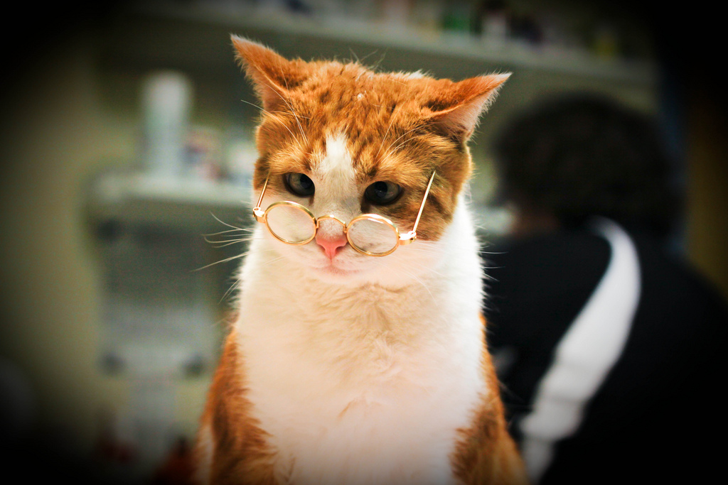 More Wordless Wednesday Proof Cats Are Smarter Than Dogs Catster
