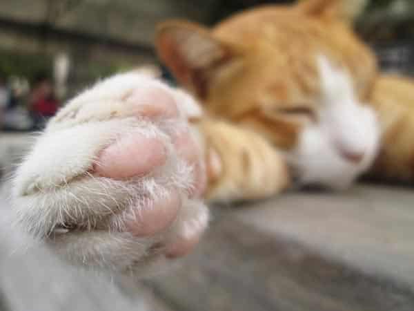 A close up of an orange tabby cat's paws.