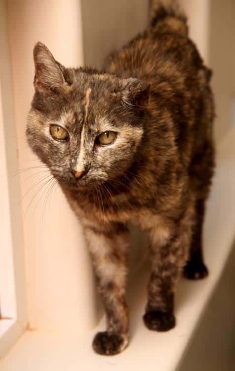 How to Keep Your Senior Cat Healthy and Happy - Catster