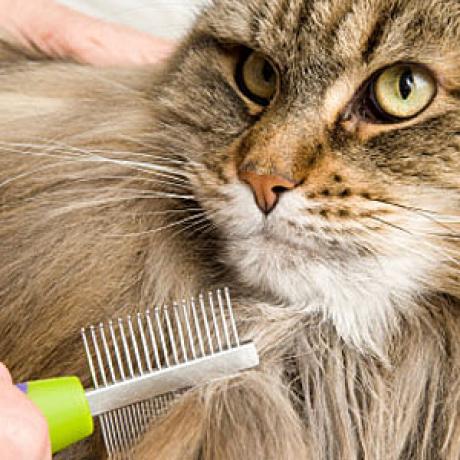 Grooming Cat of Canzoni Animal