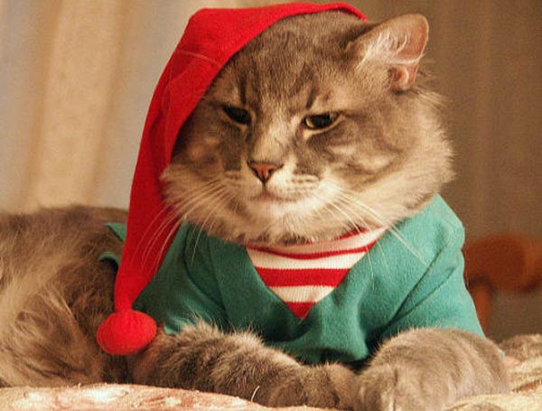 13 cute christmas cats catster