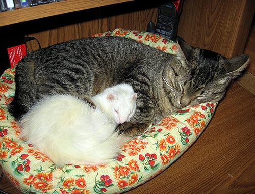 Thursday Thirteen 13 Cute CatFerret Combos Catster Thursday Thirteen 13 Cute CatFerret Combos Catster