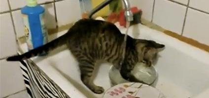 Viral Video We Love A Cat  Doing the Dishes  Catster