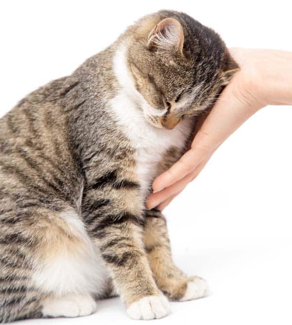 A cat smelling a human's hand and giving a head butt.