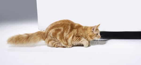 An orange tabby cat, about to sneak attack.