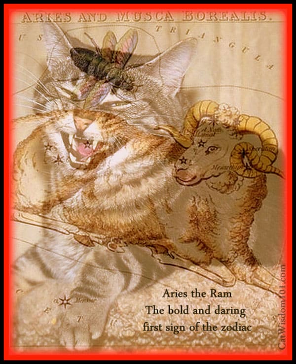 Kitty Horoscope: April Belongs to the Fiery Aries Feline - Catster