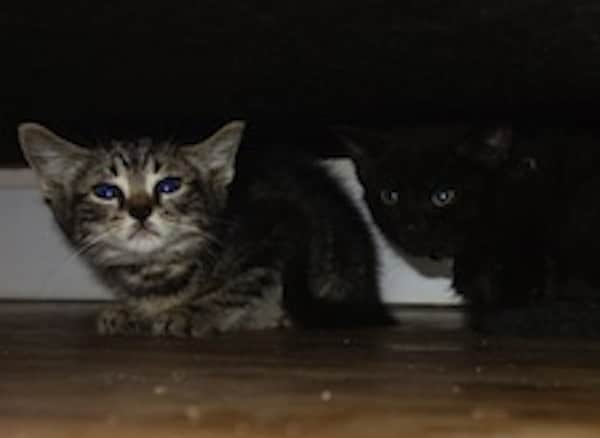 Update New York City Subway Kittens Find a Foster Home