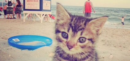 An Instagram Guide To Bringing Your Cat The Beach Catster An Instagram Guide To Bringing Your Cat The Beach