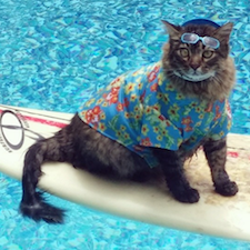 An Instagram Guide To Bringing Your Cat The Beach Catster