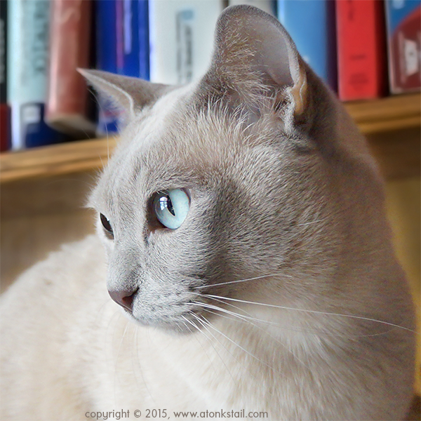 Siamese Cats Are Temperature-Sensitive Albinos, a.k.a ...