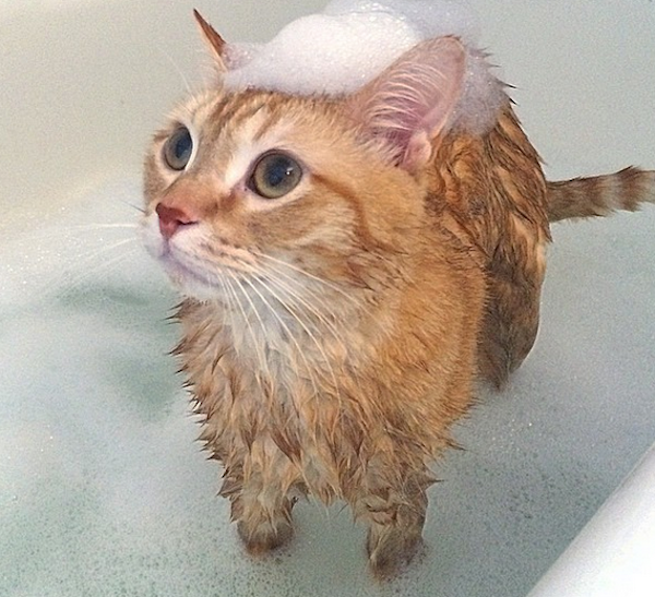 cats taking baths and loving it