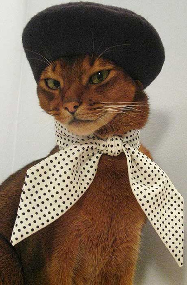 Our Favorite Moments in Cat Fashion for 2012 - Catster