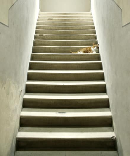 An orange and white cat on a staircase. 