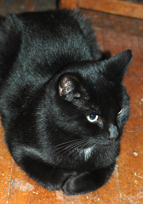 My Cat Mourned the Loss of His Littermate for Eight Months Catster